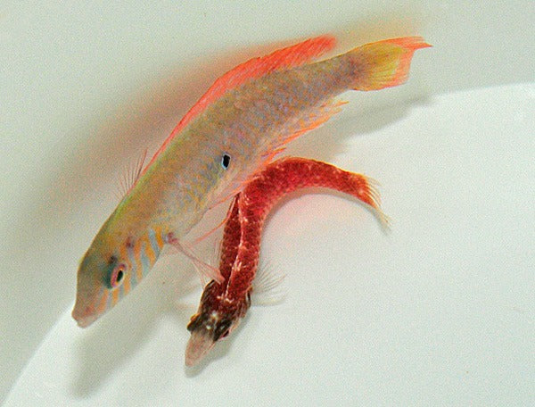 Xyrichthys splendens (pair)