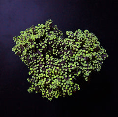 Euphyllia yaeyamaensis (Green)