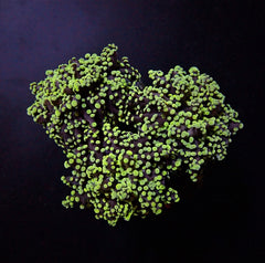 Euphyllia yaeyamaensis (Green) (p/h)
