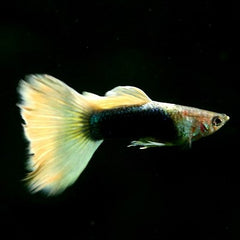 Guppy yellow pastell M ECO