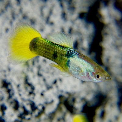 Poecilia ret.   Guppy yellow tuxedo M