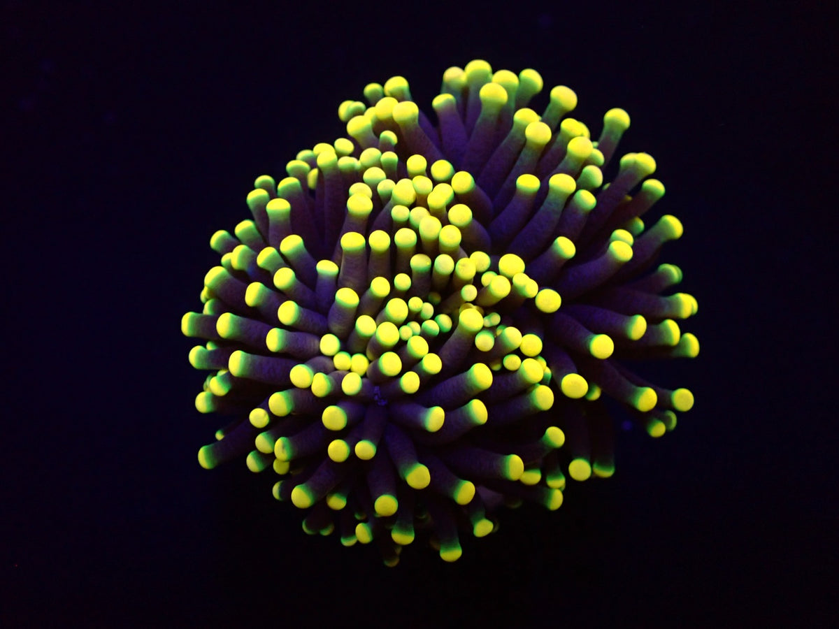 Euphyllia glabrescens (Rasta) (1 hd.)