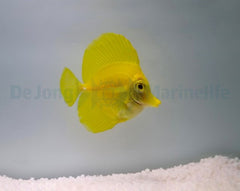 Zebrasoma flavescens - T.B.