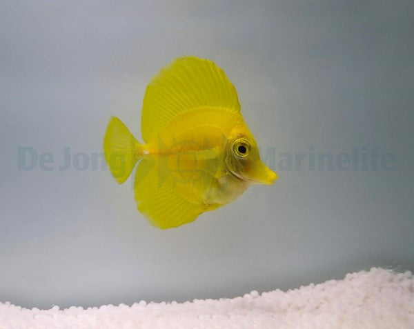 Zebrasoma flavescens - T.B.