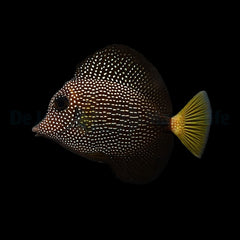 Zebrasoma gemmatum