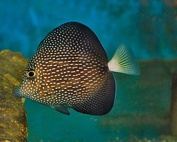 Zebrasoma gemmatum - T.R.