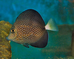Zebrasoma gemmatum - T.R.