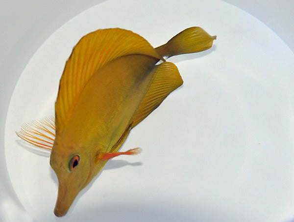 Zebrasoma scopas (Yellowish) (Grade B)
