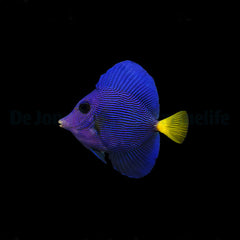 Zebrasoma xanthurum - T.B.