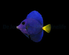 Zebrasoma xanthurum - T.B.