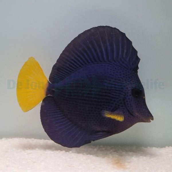 Zebrasoma xanthurum - T.R.