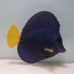 Zebrasoma xanthurum - T.R.