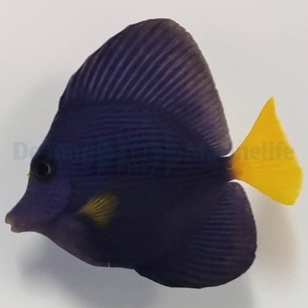Zebrasoma xanthurum - T.R.