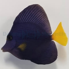 Zebrasoma xanthurum - T.R.