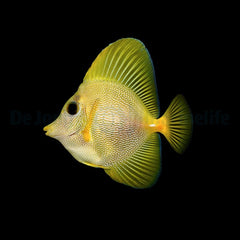 Zebrasoma xanthurum (Yurple) - T.B.