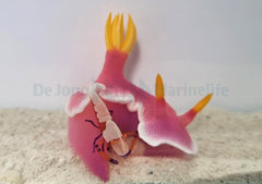 Zenopontonia rex
