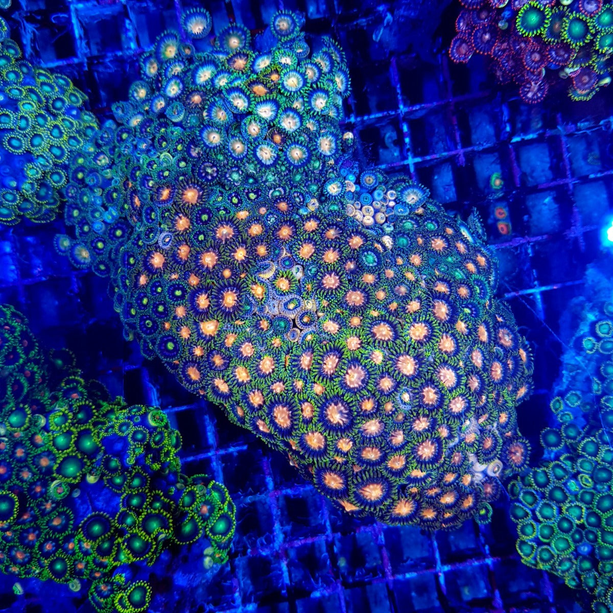 Zoanthus spp. (Premium Grade)