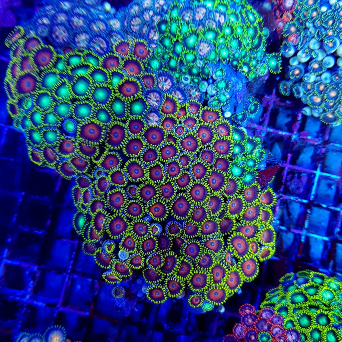 Zoanthus spp. (Ultra Grade)