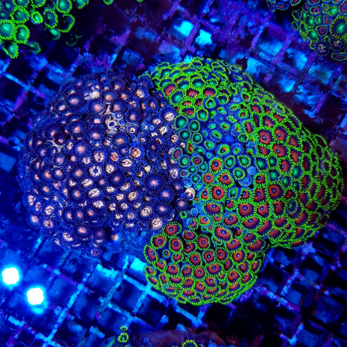 Zoanthus spp. (Ultra Grade)