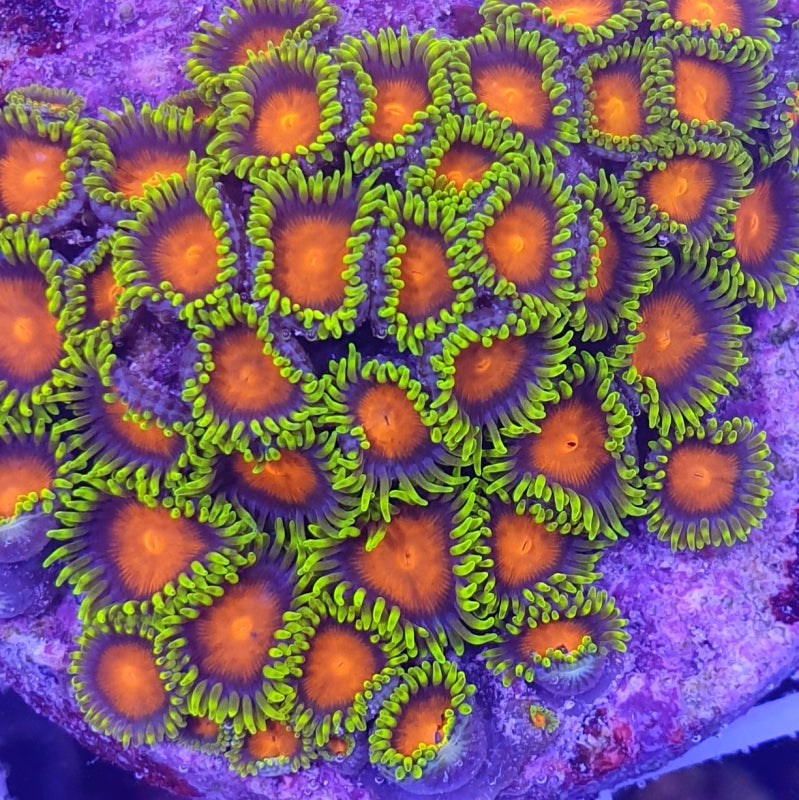 Zoanthus colored (Ultra Grade)