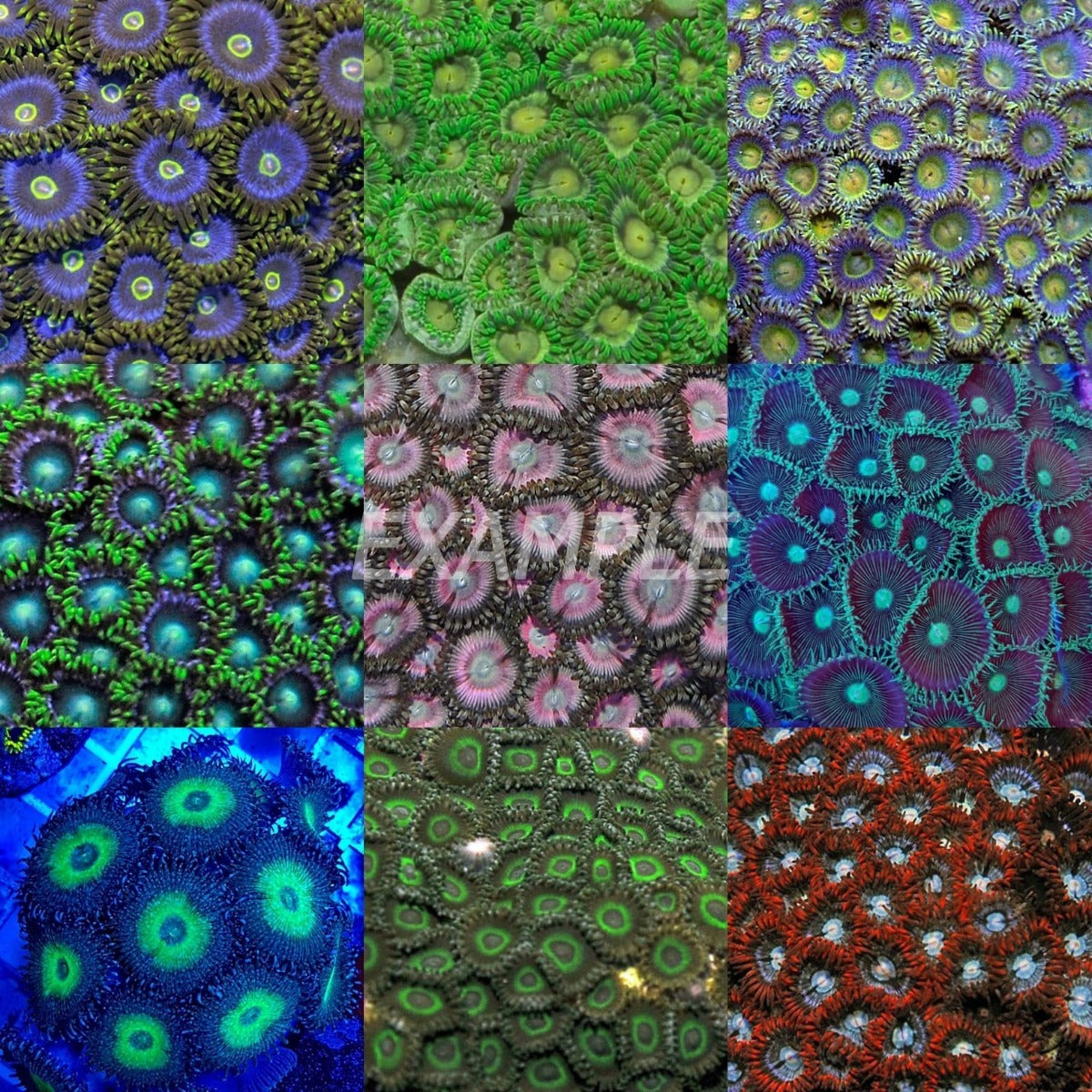 Coral pack - Zoanthus (Mix) (Small) (5 pcs)