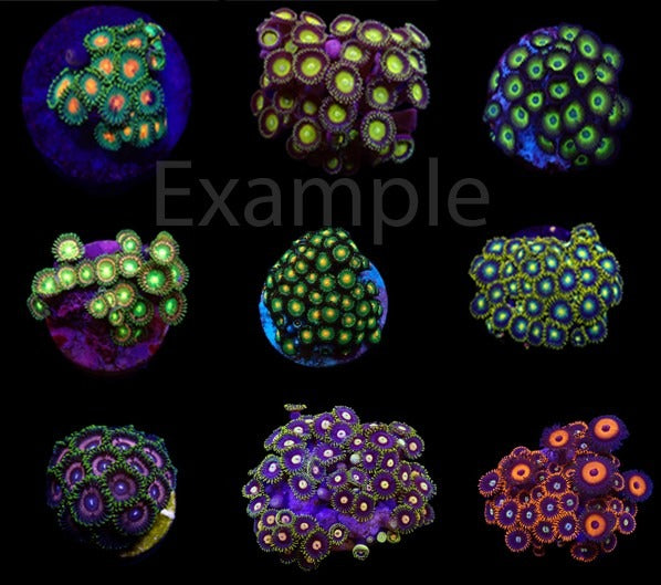 Coral pack - Zoanthus (Premium) (frag) (5 pcs)