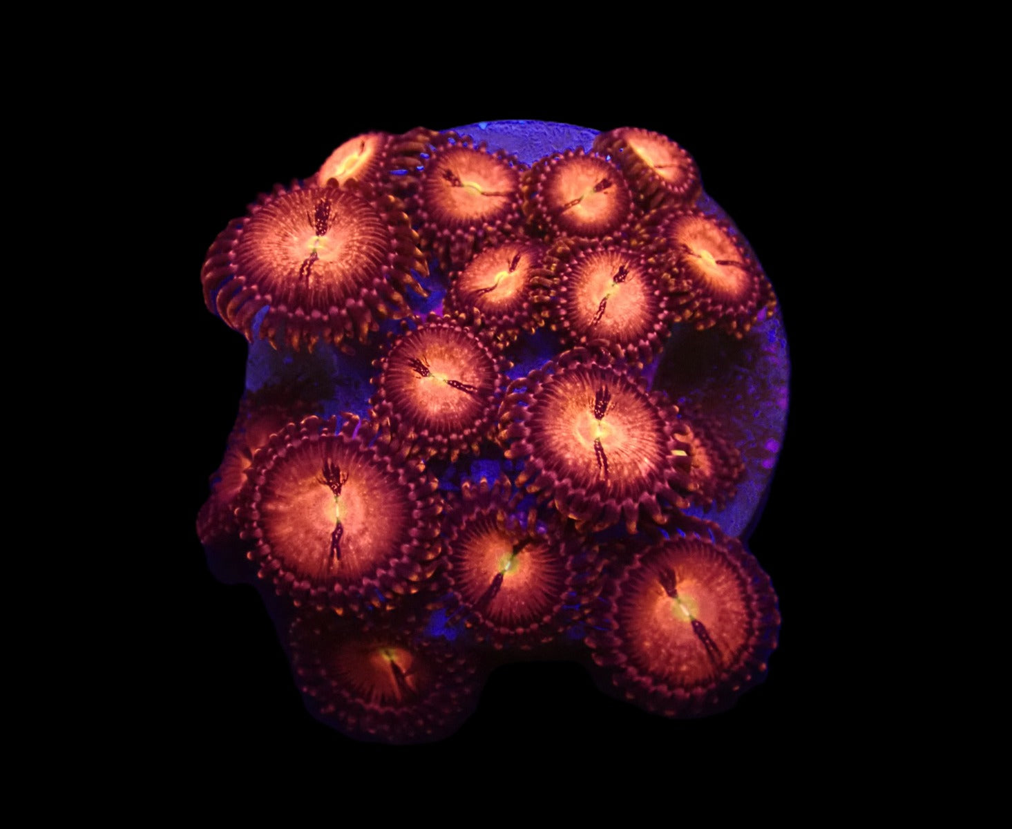 Zoanthus spp. (Alien Explosion) (frag)