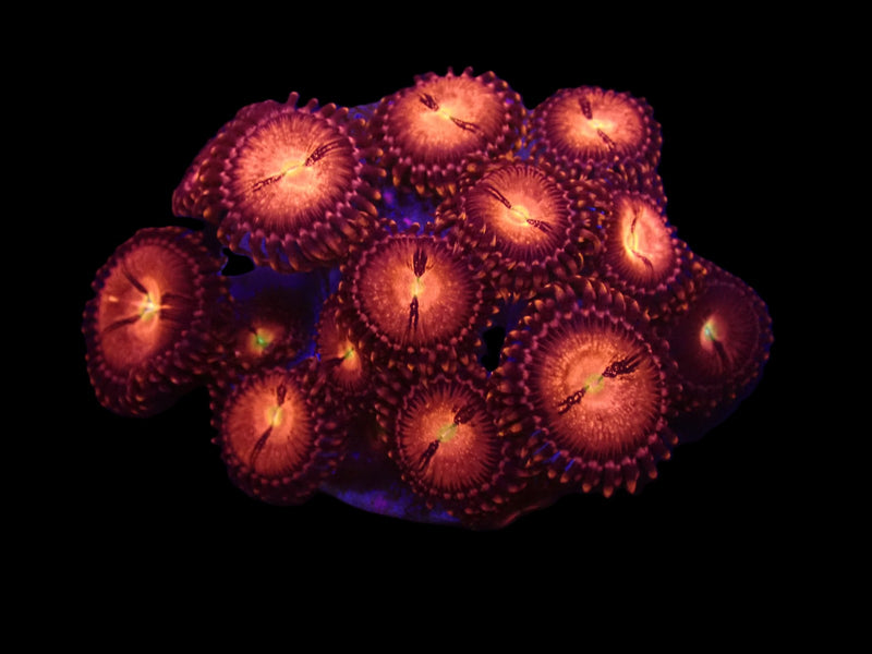 Zoanthus spp. (Alien Explosion) (frag)
