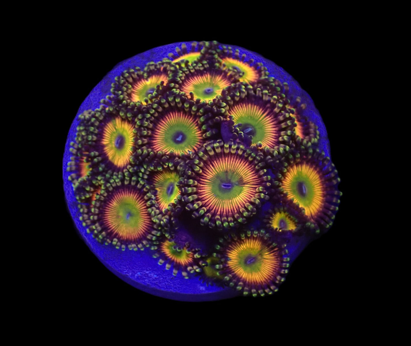 Zoanthus spp. (Candy Apple Green) (frag)