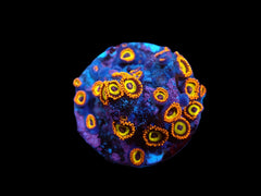 Zoanthus sp. (Fruit Loops) (DJM frag) pb 201
