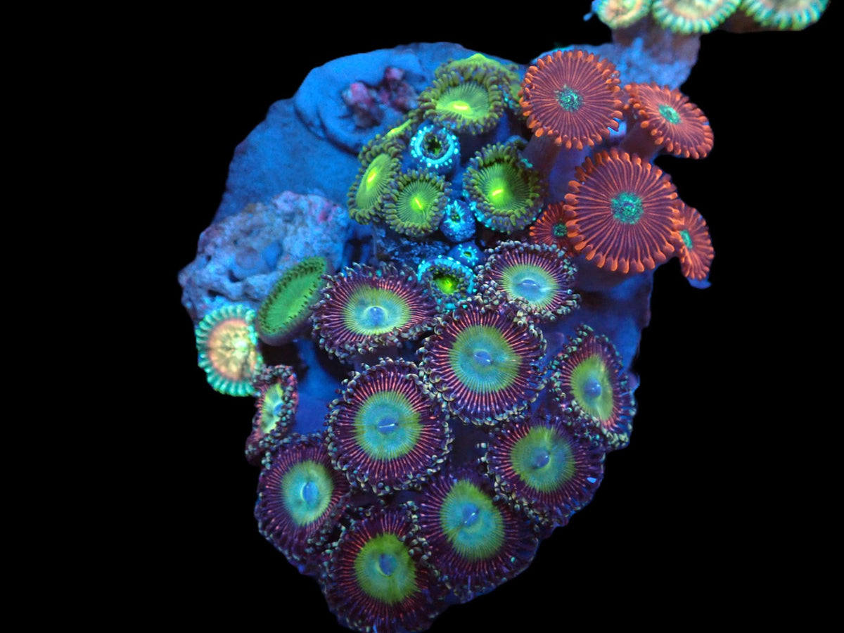 Zoanthus sp. (Garden) pb 066