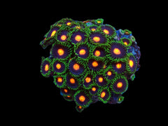 Zoanthus sp. (Gorilla Nipples) (DJM frag) pb 013