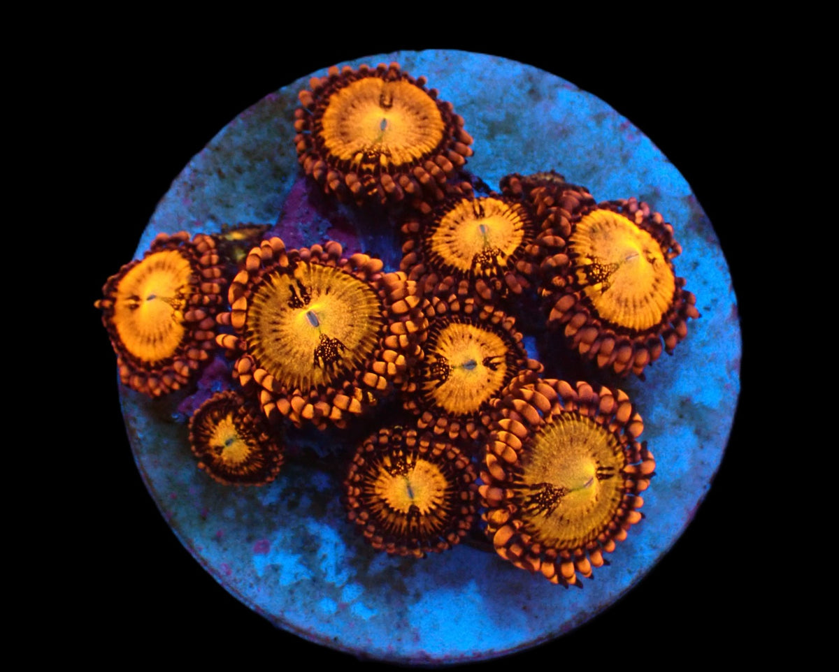 Zoanthus sp. (Halle Berry) (DJM frag) pb 325