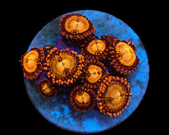 Zoanthus sp. (Halle Berry) (DJM frag) pb 325