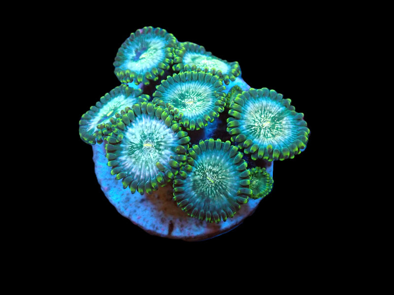 Zoanthus sp. (Hawaiian People Eater) (DJM frag) pb 190