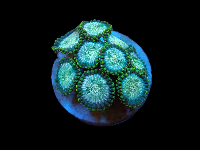 Zoanthus sp. (Hawaiian People Eater) (DJM frag) pb 503