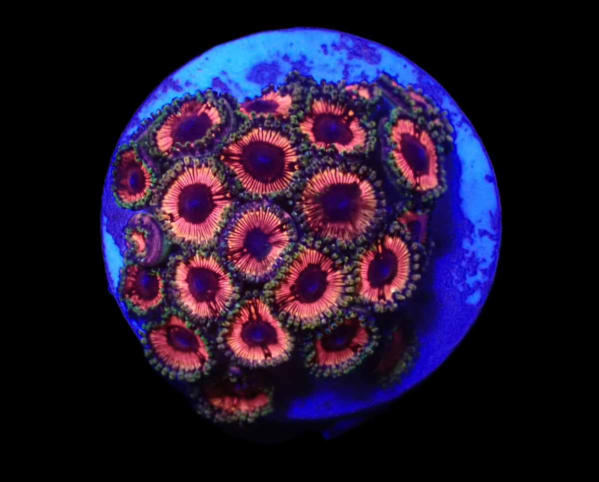 Zoanthus sp. (Pink) (Ultra) (DJM frag) o 009