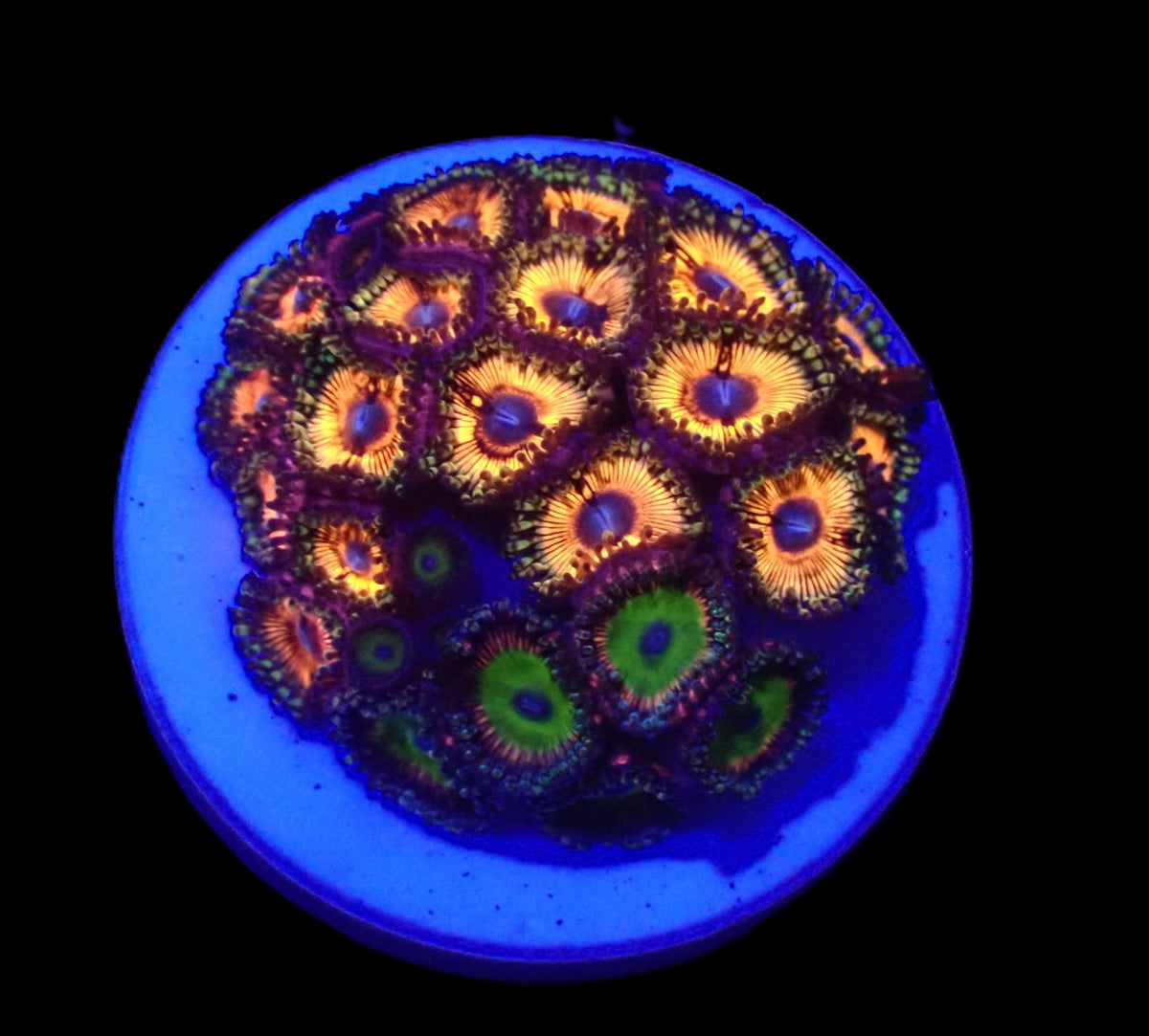 Zoanthus sp. (Pink) (Ultra) (DJM frag) o 083
