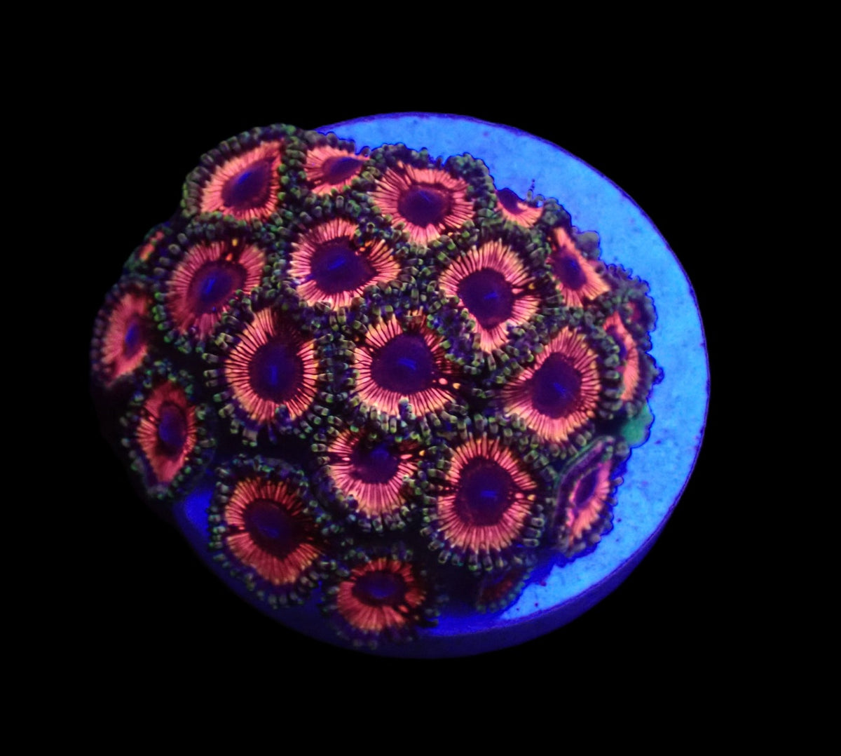 Zoanthus sp. (Pink) (Ultra) (DJM frag) o 085