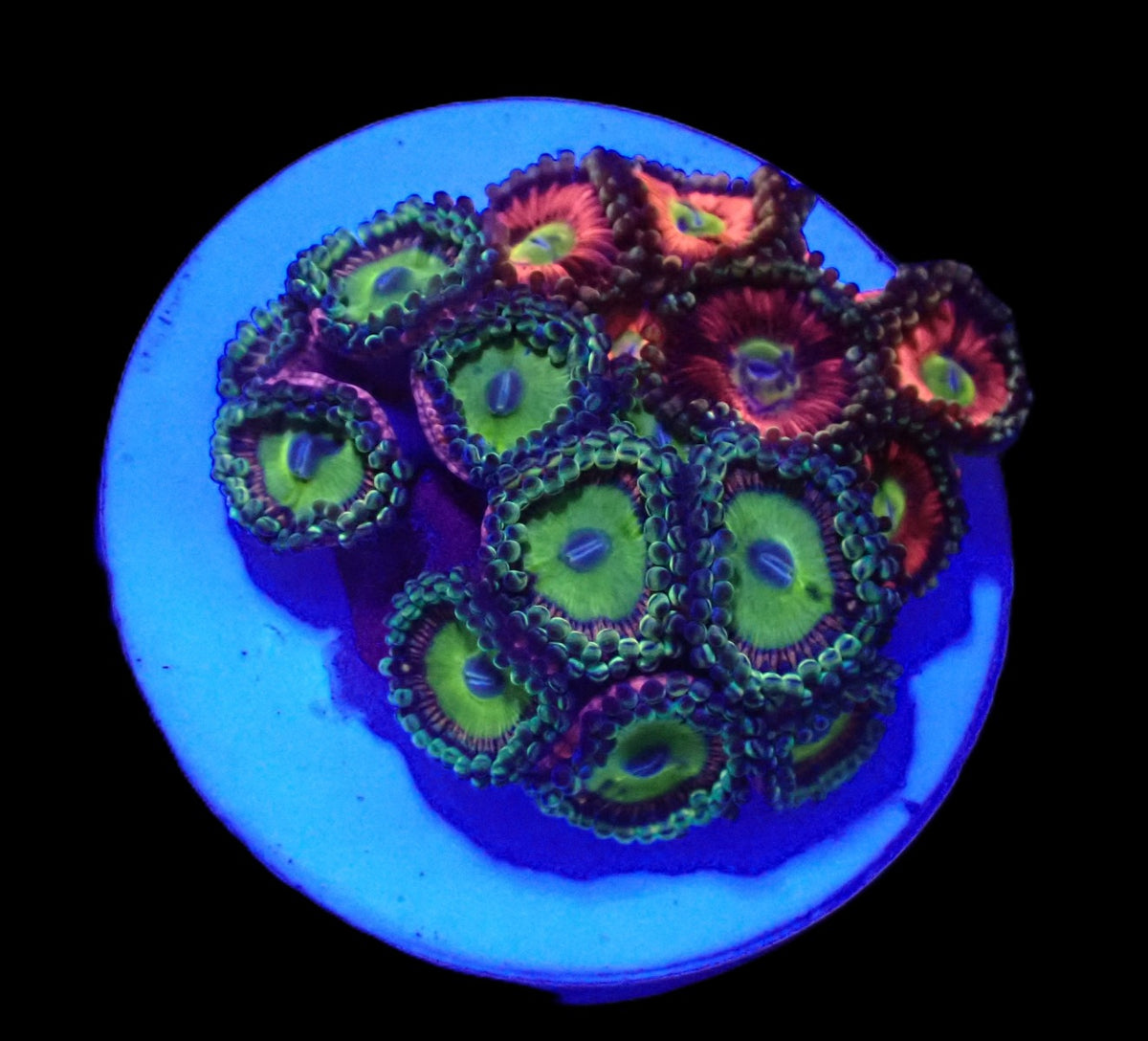 Zoanthus sp. (Pink) (Ultra) (DJM frag) o 666