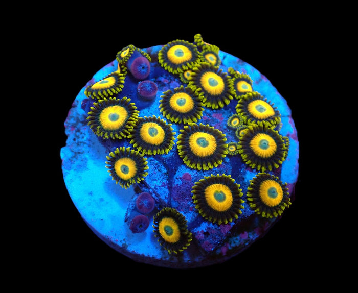 Zoanthus sp. (Scrambled Eggs) (DJM frag) pb 658