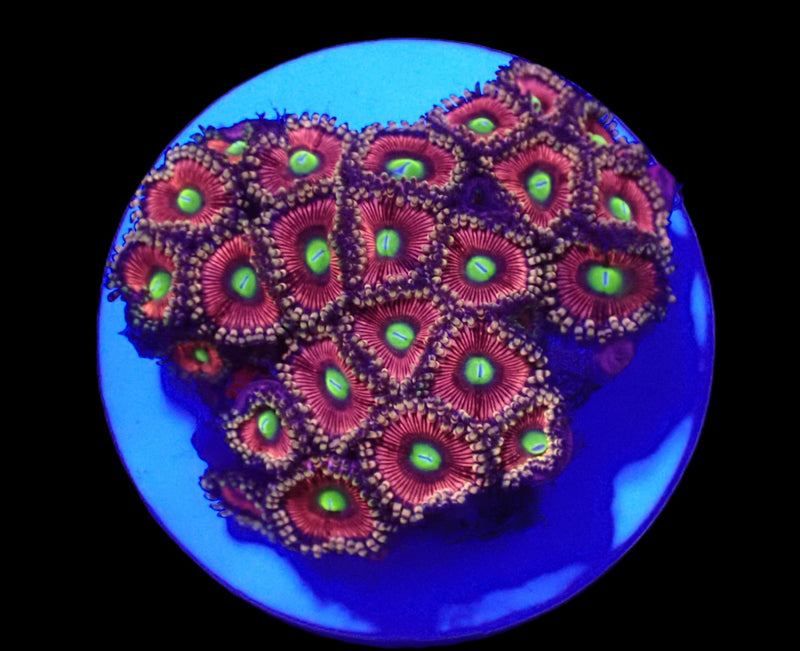 Zoanthus sp. (Ultra) (DJM frag) o 028