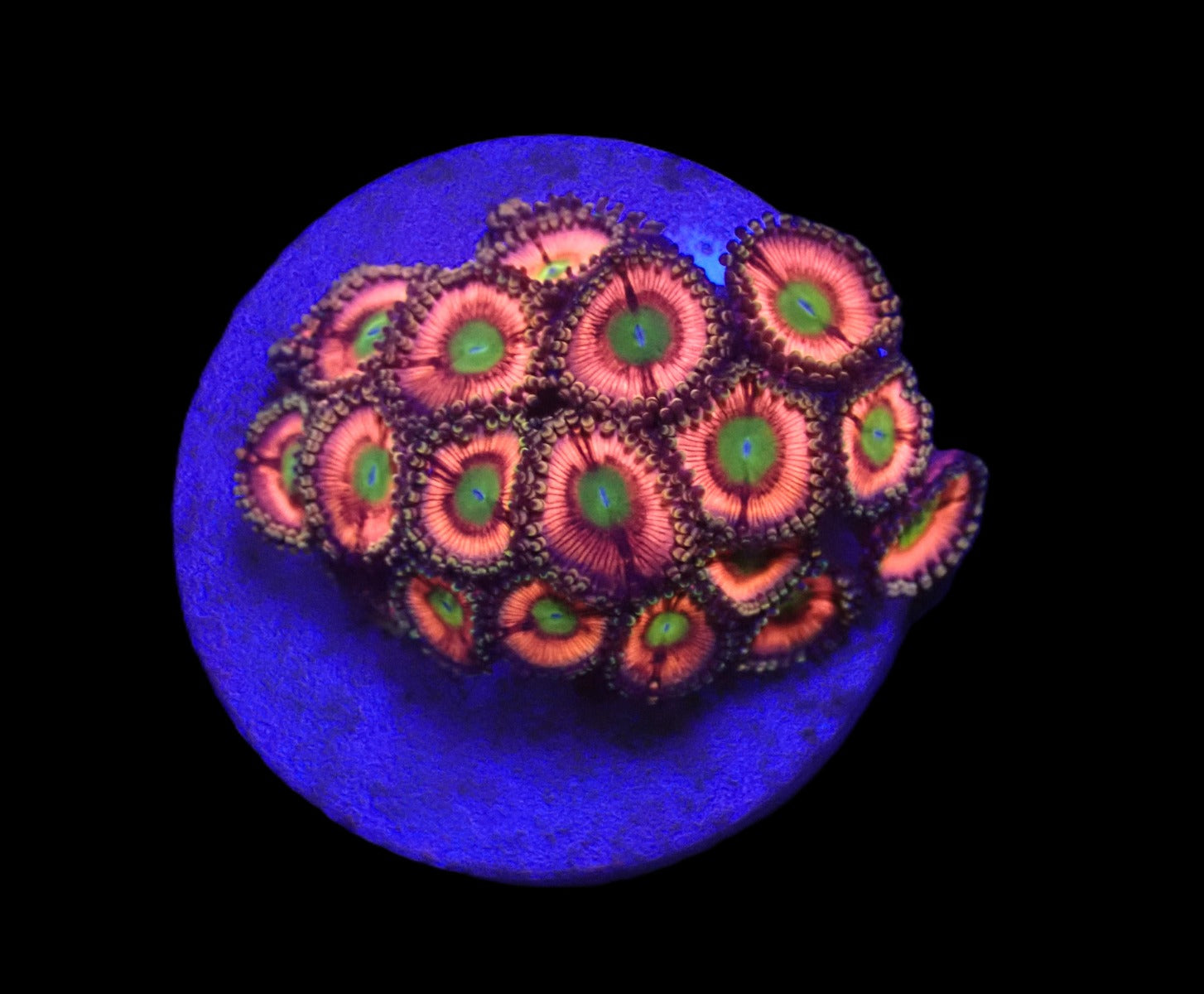 Zoanthus spp. (Ultra) (frag)