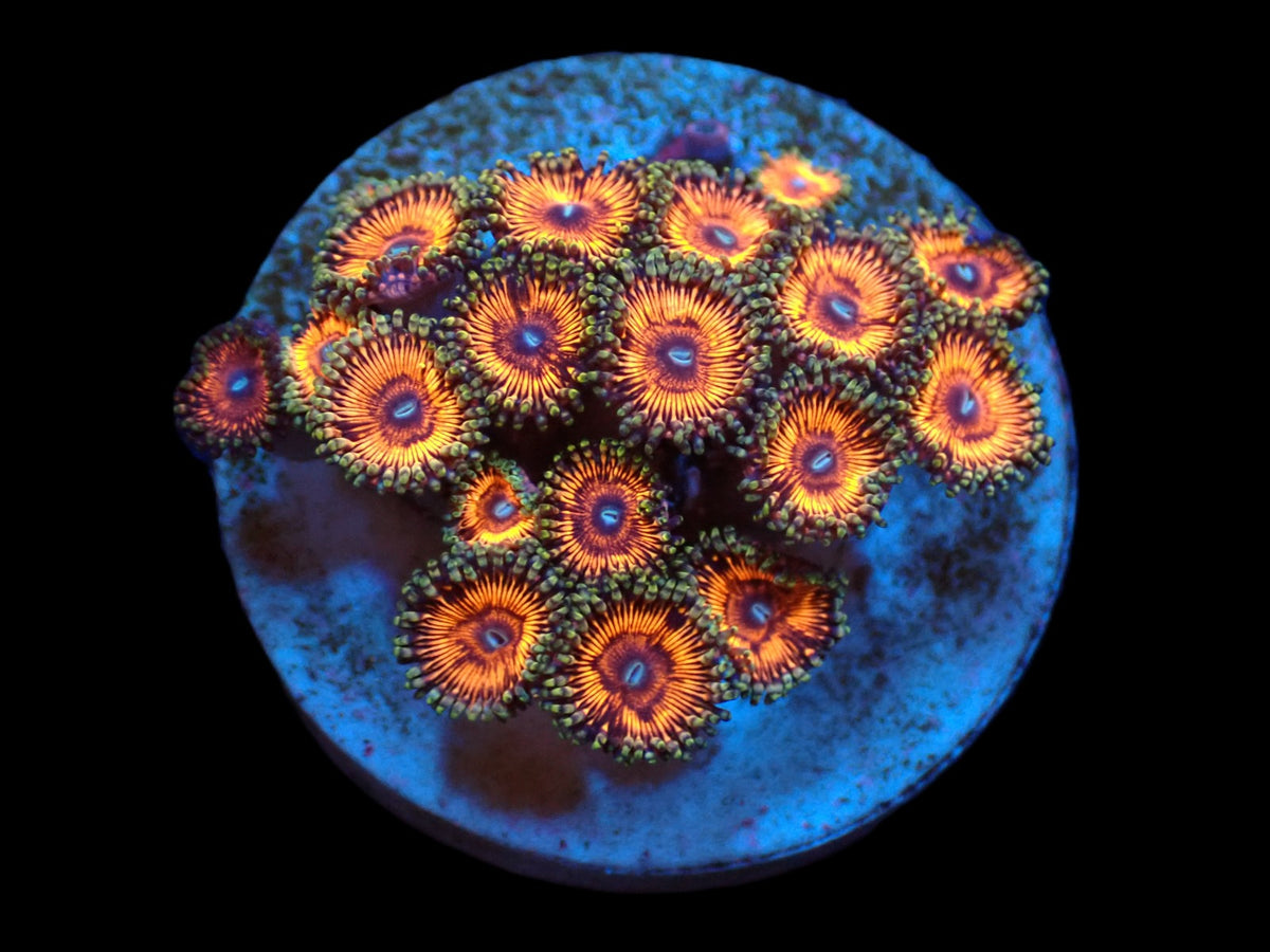 Zoanthus sp. (Ultra) (DJM frag) pb 135
