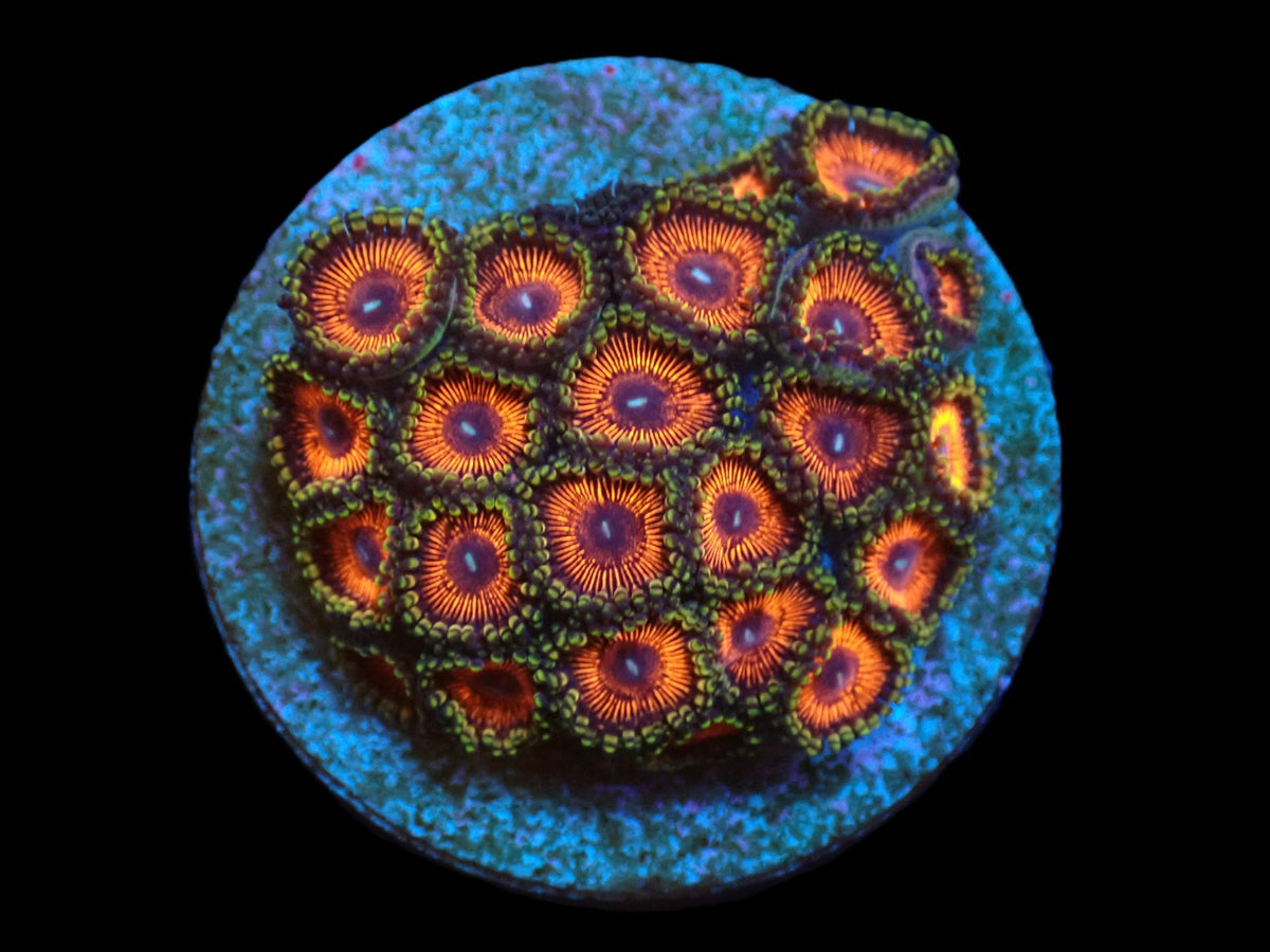 Zoanthus sp. (Ultra) (DJM frag) pb 226