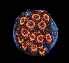 Zoanthus sp. (Ultra) (DJM frag) pb 386