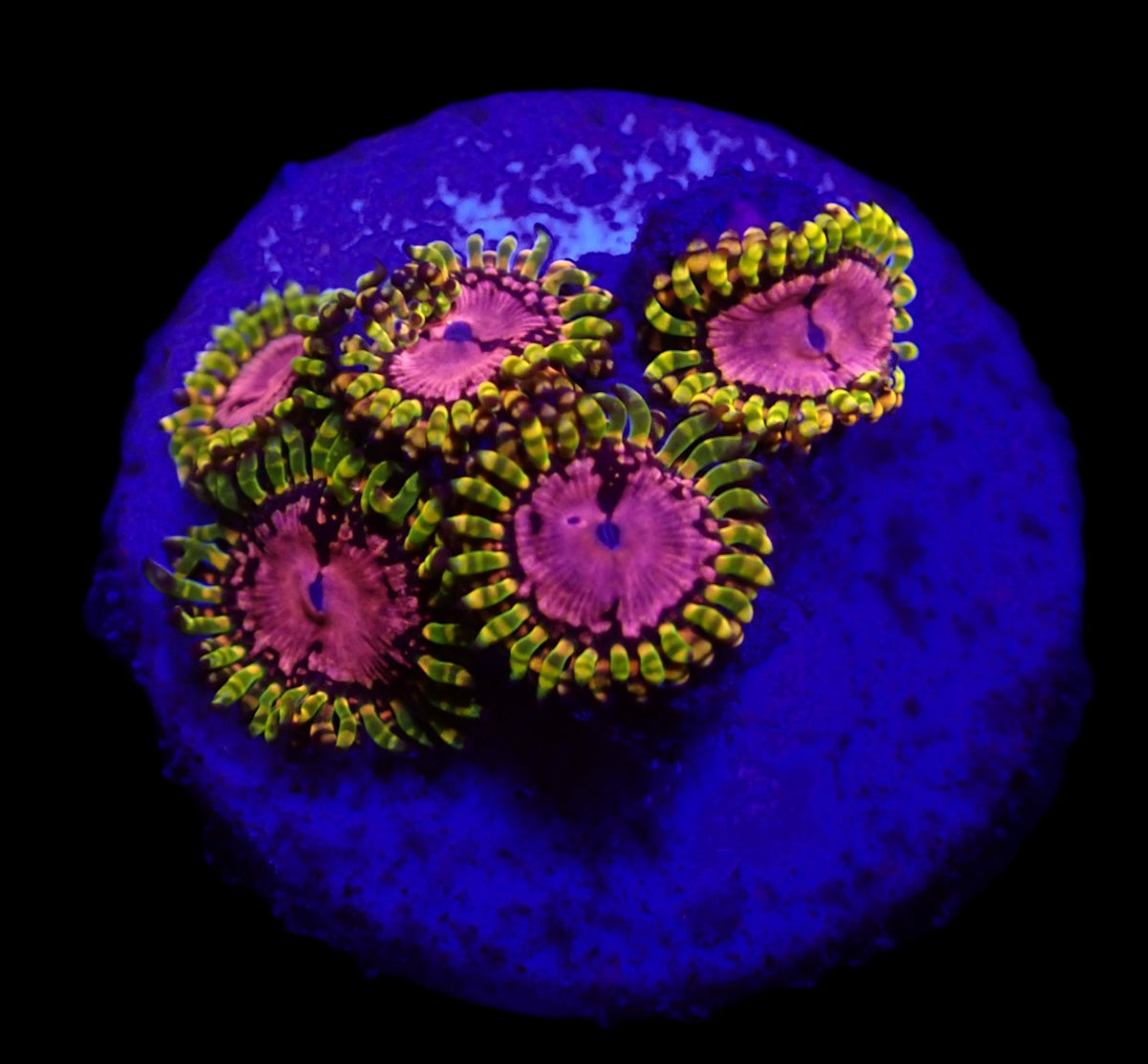 Zoanthus spp. (WWC Purple Monster) (frag)