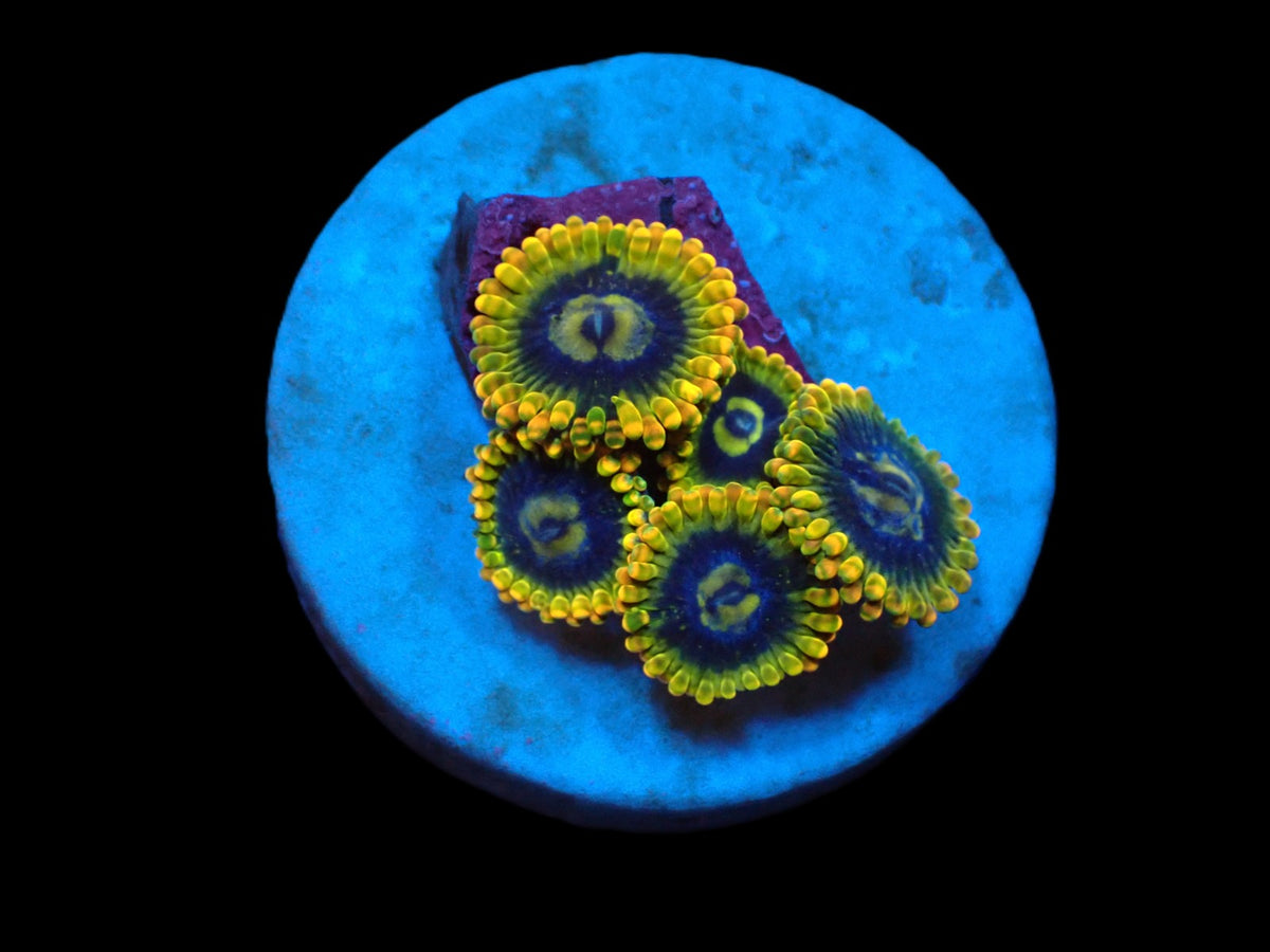 Scolymia australis (Reverse Bleeding Apple) (frag) pb 278
