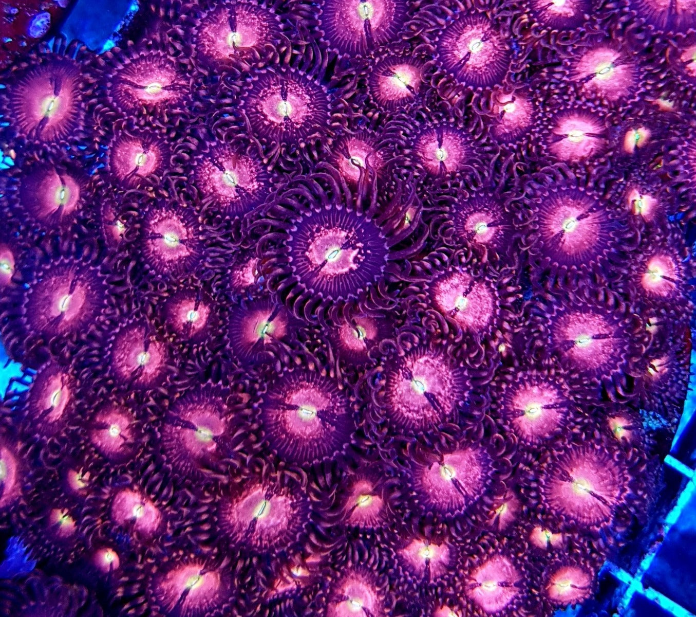 Zoanthus spp. (Alien Explosion) (frag)