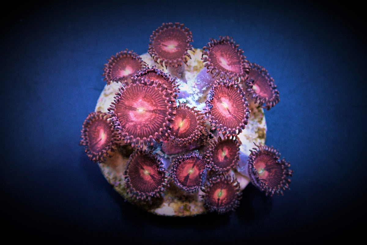 Zoanthus spp. (Alien Explosion) (frag)
